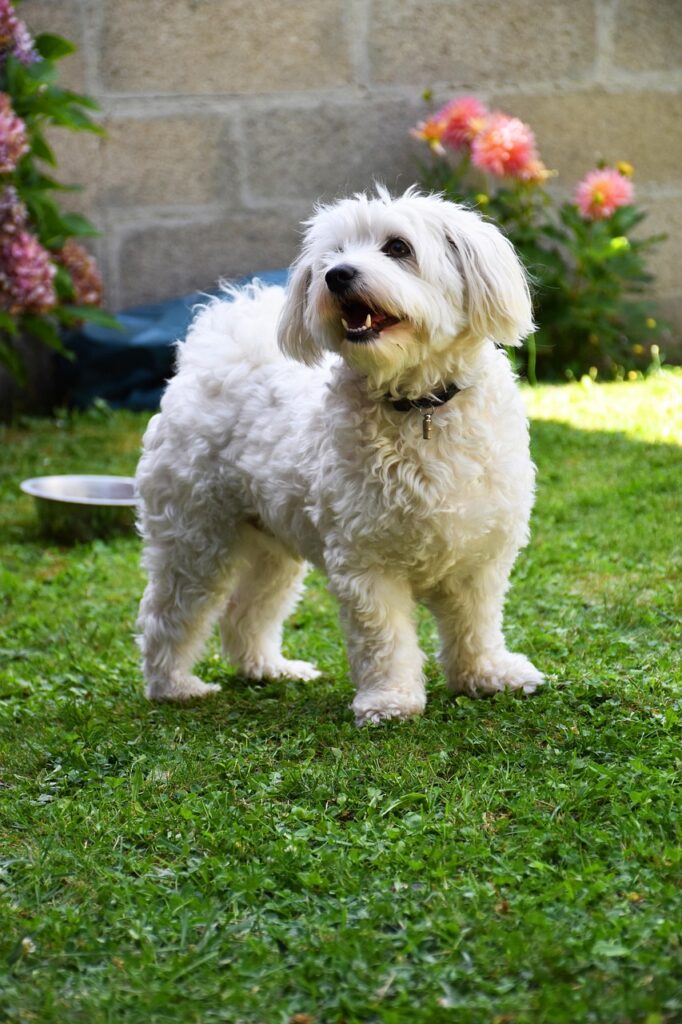 dog, garden, pet, white, bichon, fidelity, nature, game, happy, grass, animal, domesticated, domestic animal
