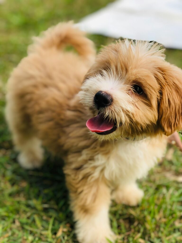 Cute fluffy puppy with brown and white fur playing on grass, happily looking around.