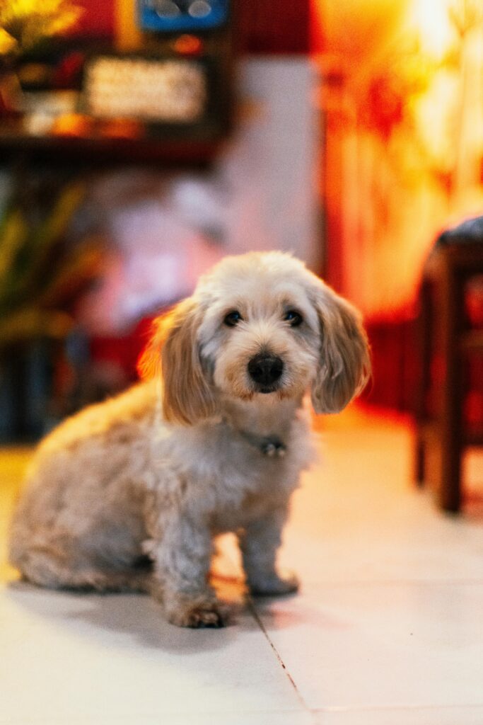 Charming fluffy puppy sitting on a tiled floor with warm lighting, perfect for pet-themed content.